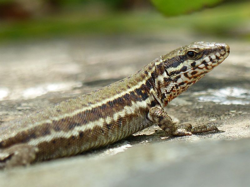 Podarcis muralis francese